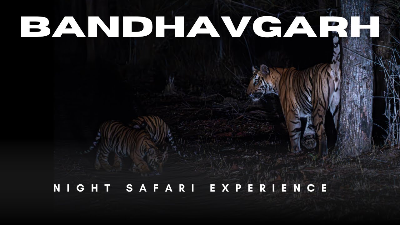 Experience Tiger Safari at Night | Wildlife Photography | @PbWildClicks