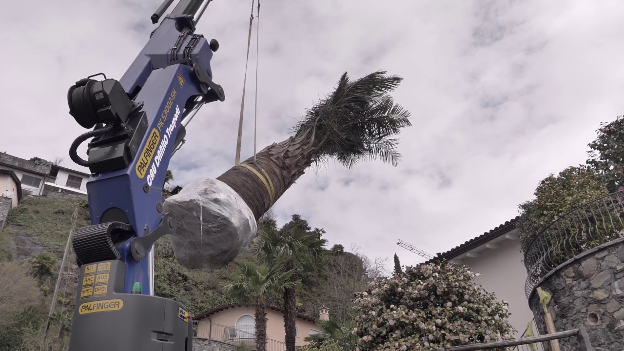 Planting big Jubaea, Washingtonia & CO