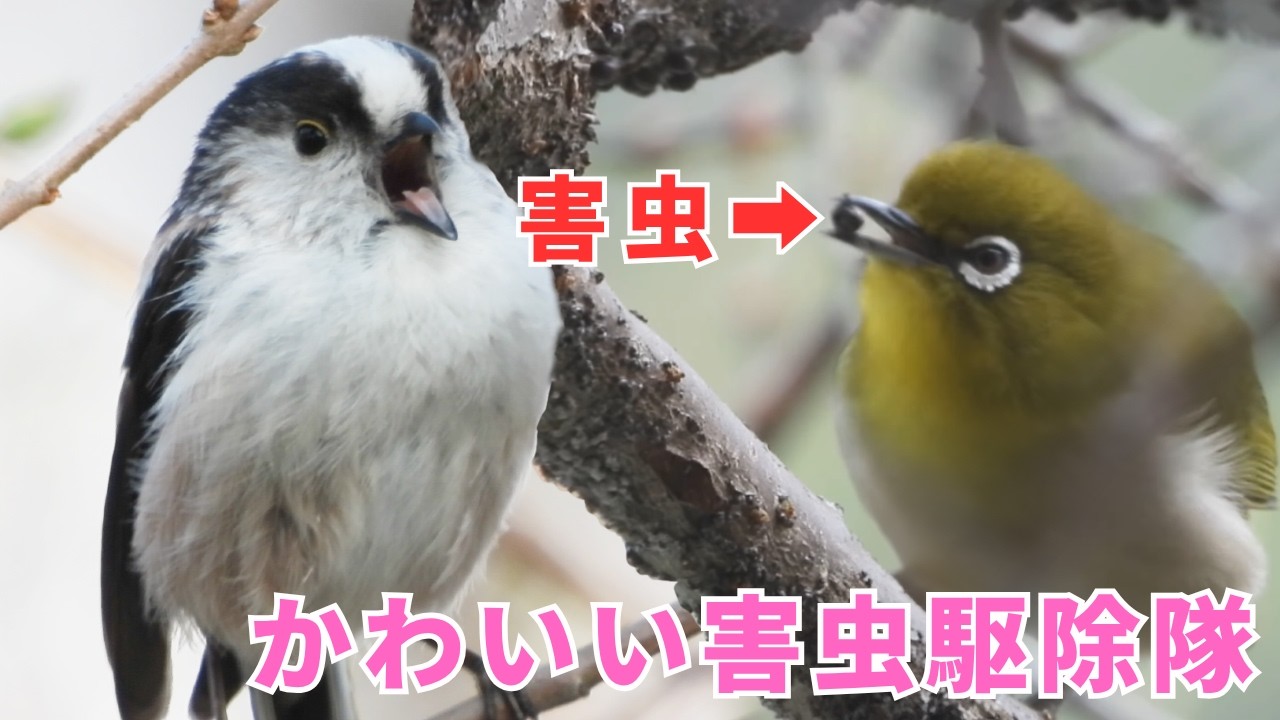 【春のエナガとメジロ】梅の木の害虫を食べる！