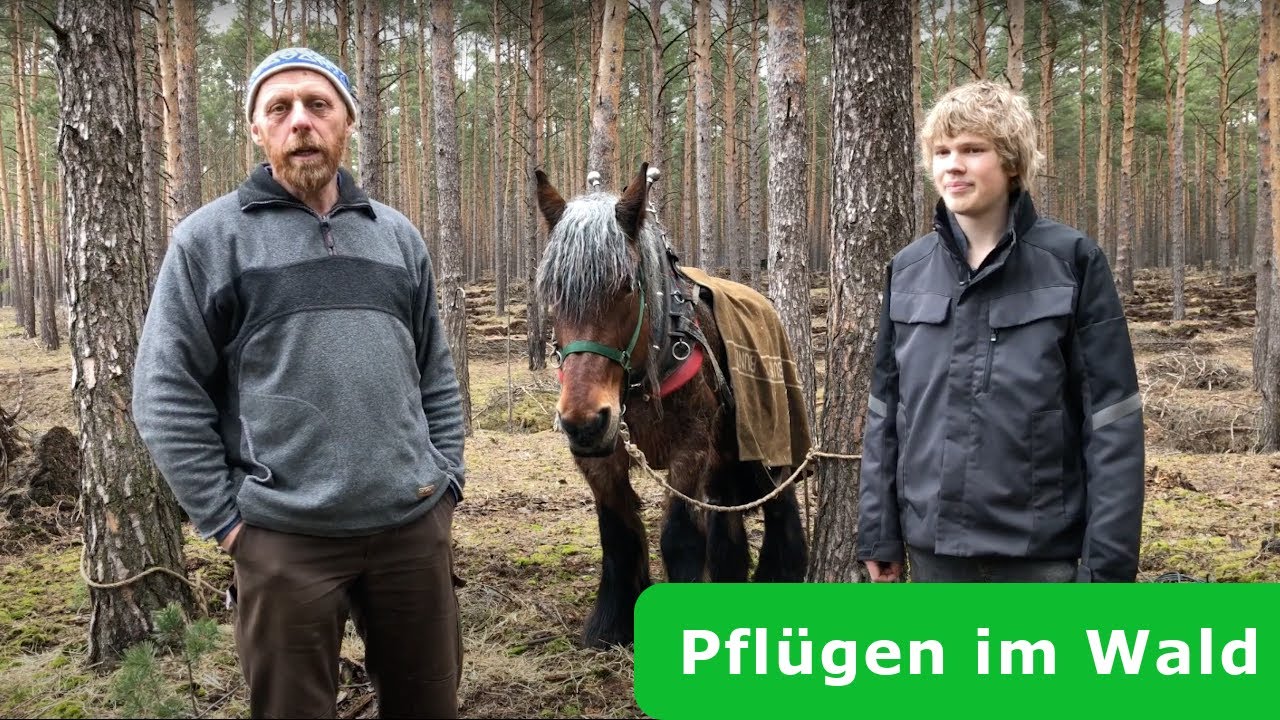 Mit Pferden im Wald pflügen