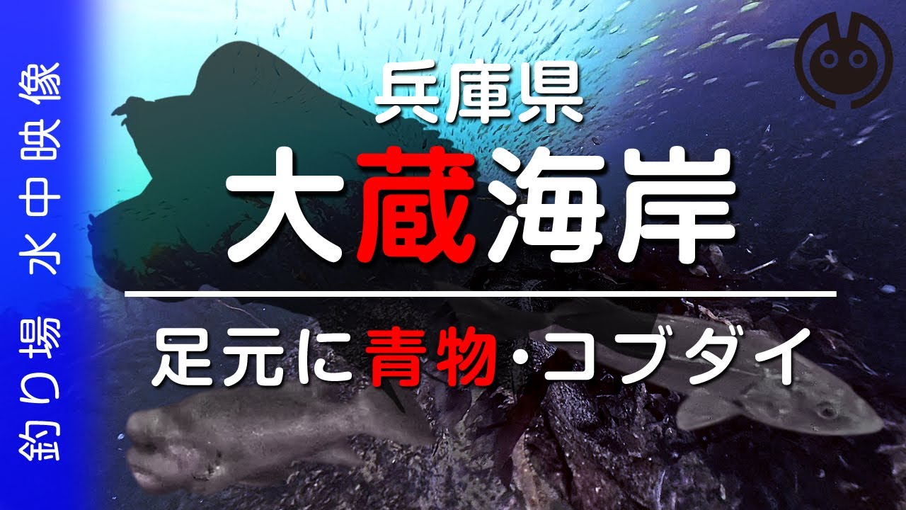アジの群れ/コブダイ/シーバスなど魚影豊富【大蔵海岸 釣り】水中映像/insta360 X4 Underwater