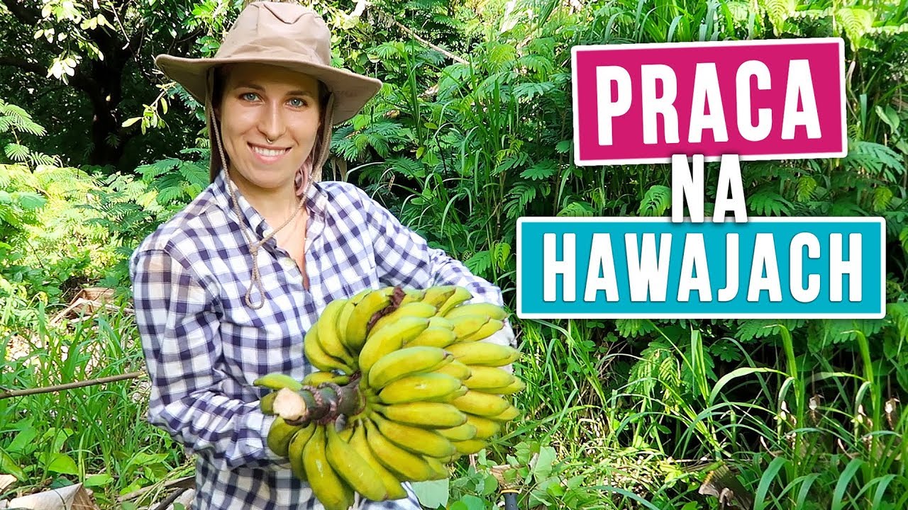Jak pracuję na Hawajach? 😱Zbieramy egzotyczne owoce! | Agnieszka Grzelak Vlog