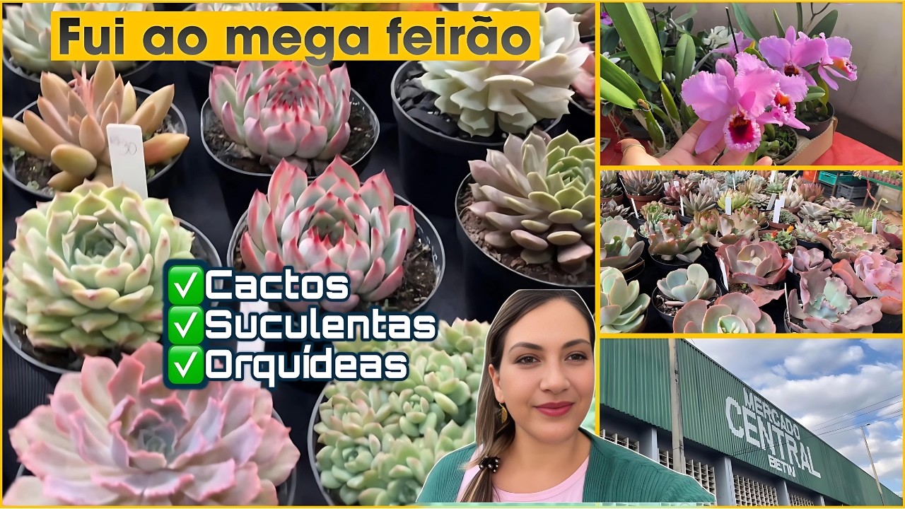 Feirão de Suculentas cactos e Orquideas em Betim