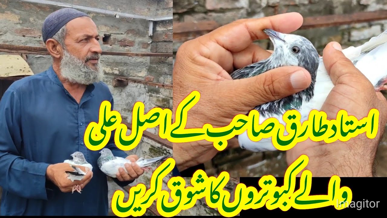 Asal Ali walay kabootar || Ustad tarik sb ke Pure salary teddy kabotar || Mian nazeer teddy pigeons