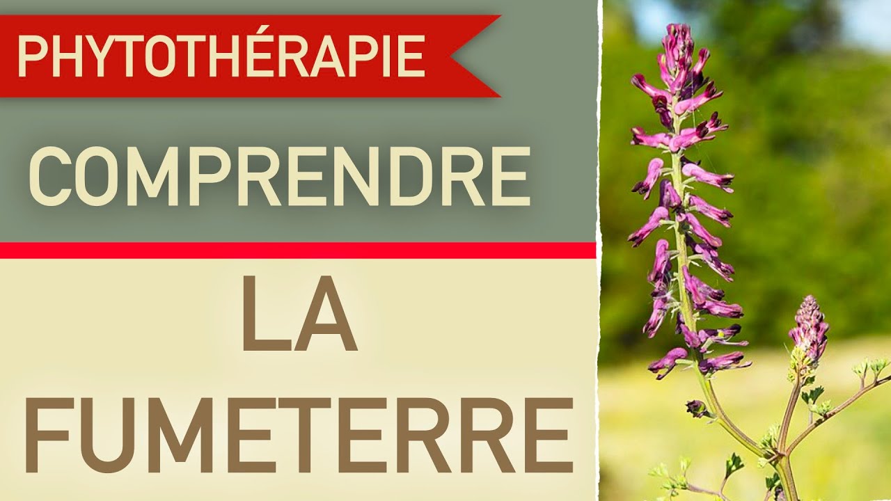 La fumeterre, la comprendre pour mieux l'utiliser