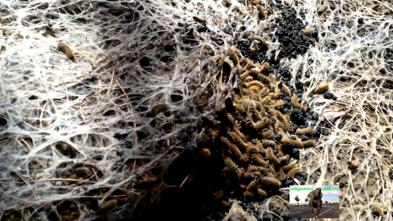Gravissima emergenza processionaria sull'Etna