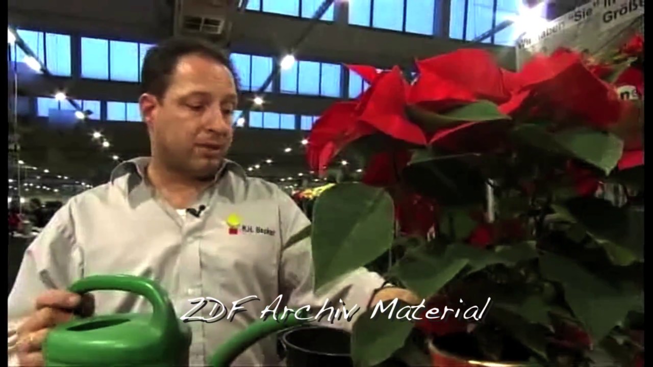 Wissenswertes aus dem Archiv - Der Weihnachtsstern