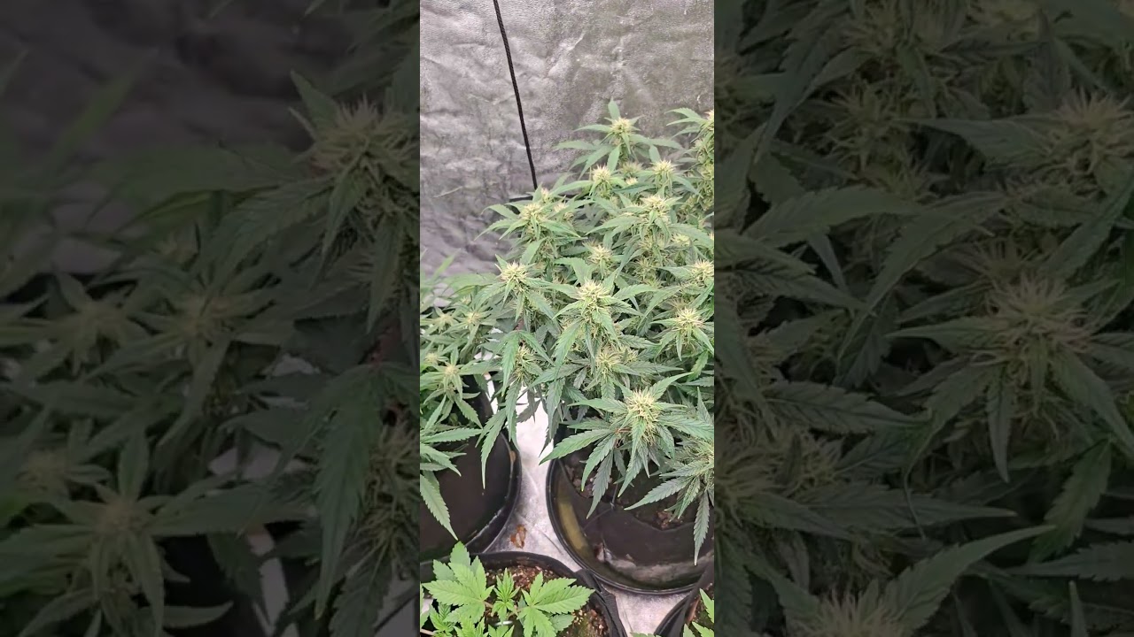 My 10 Autoflowers from FastBuds with TheScottishGrower #growing  #cannabiseducation
