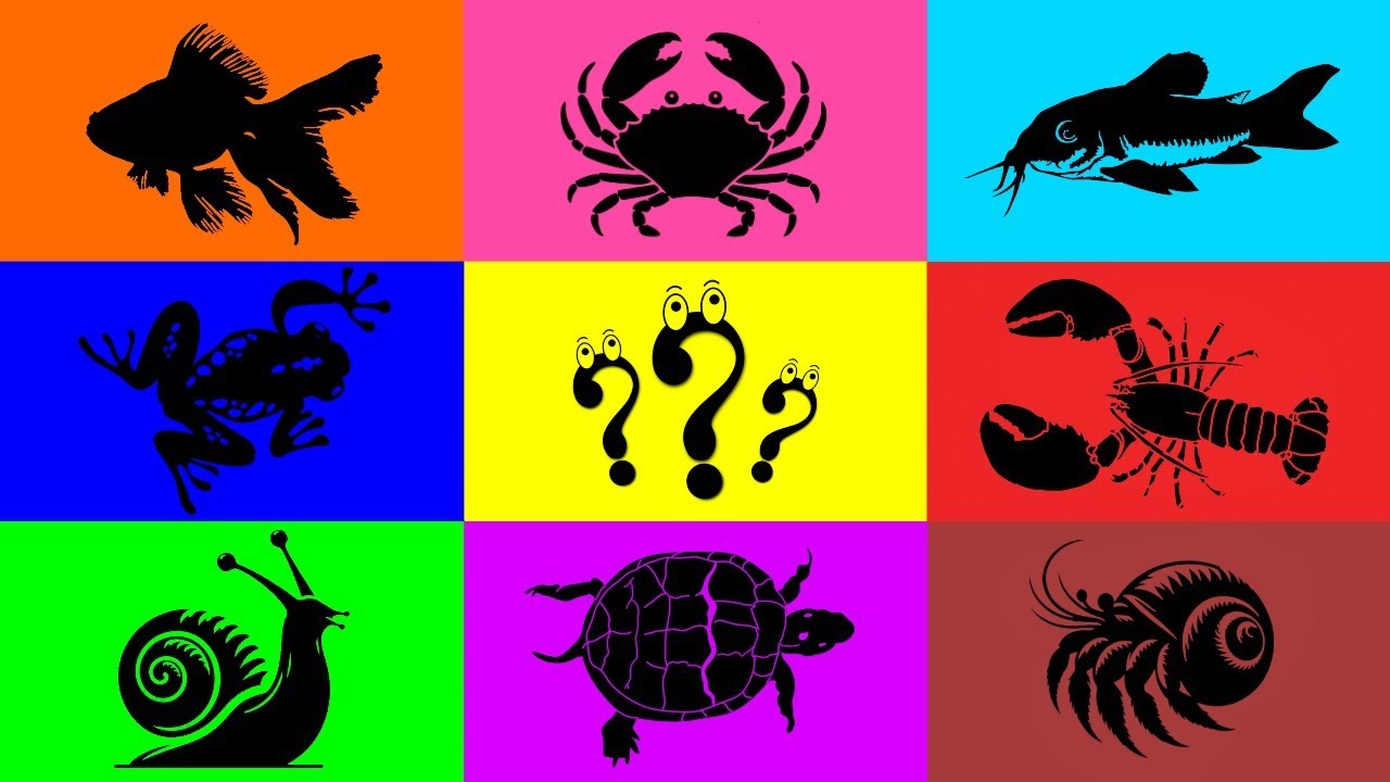 Fish: Crawfish, Crab, Corydoras, Platy Fish, Snails, Hermit Crab, Goldfish, Turtle