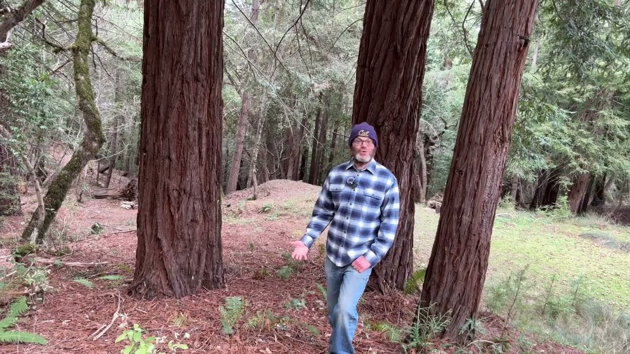 Planting the first generation of redwood transplants to expand the redwood forest