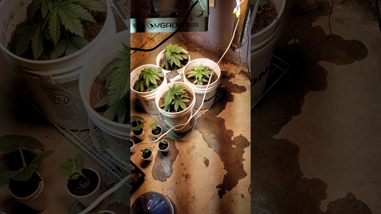 Ygrow 1500, LED 6500k grow mixed spectrum
