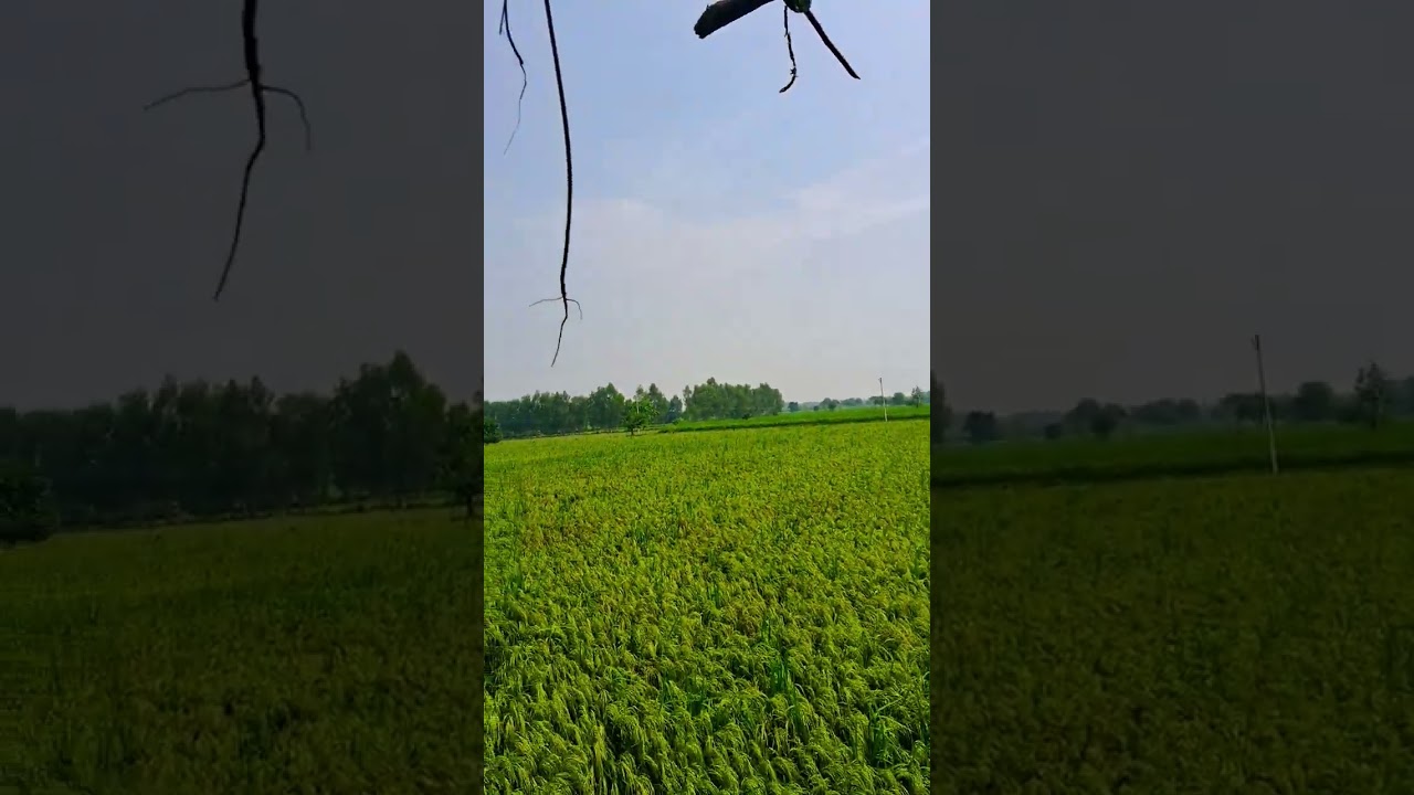 Aaj ki raat maja husn ka aakho se लीजिये #agriculture #natureworld #agrimarket