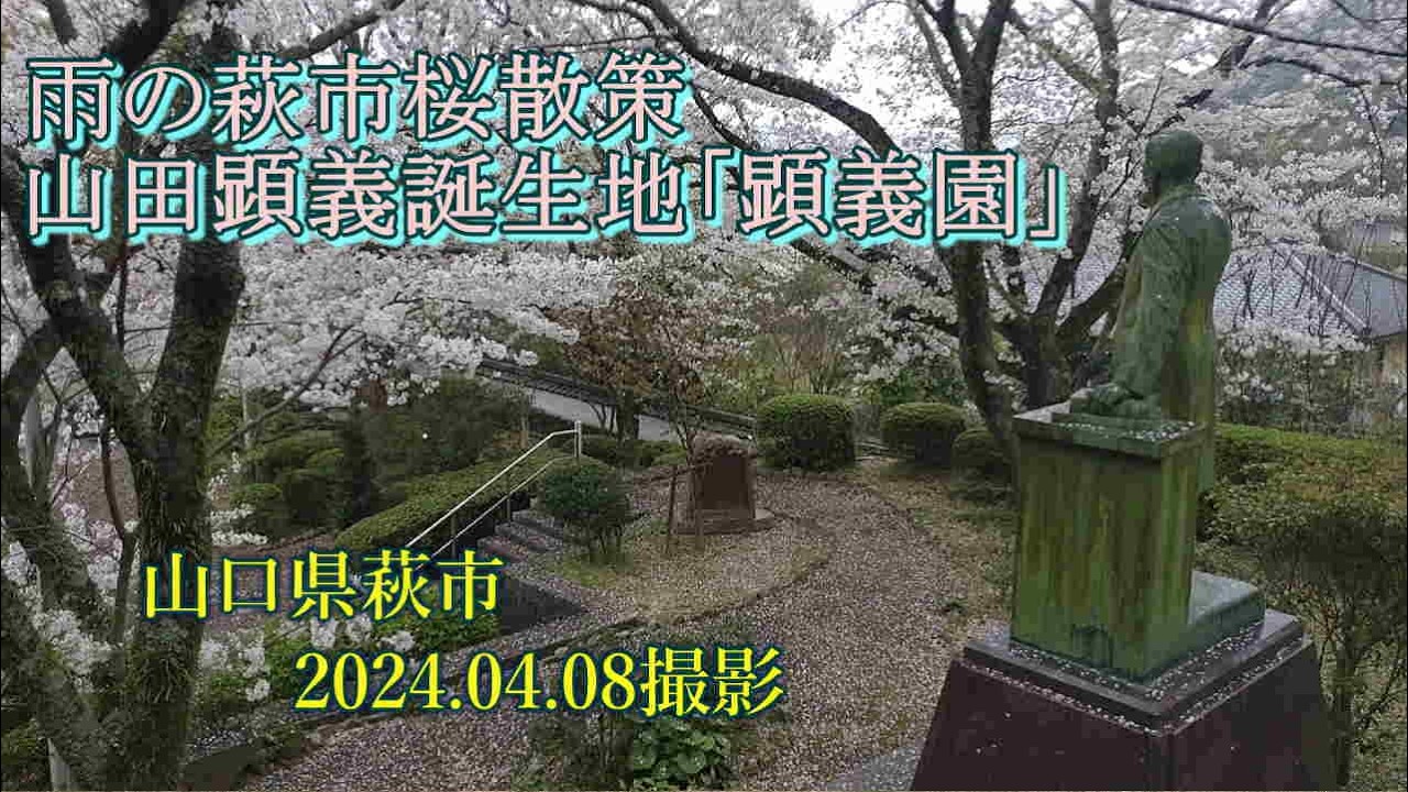 雨の萩市桜散策　山田顕義誕生地「顕義園」2024.04.08撮影