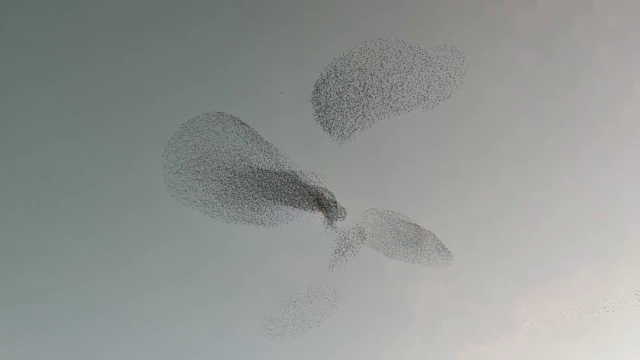😲 ¡INCREÍBLE! Así bailan los estorninos con un halcón peregrino