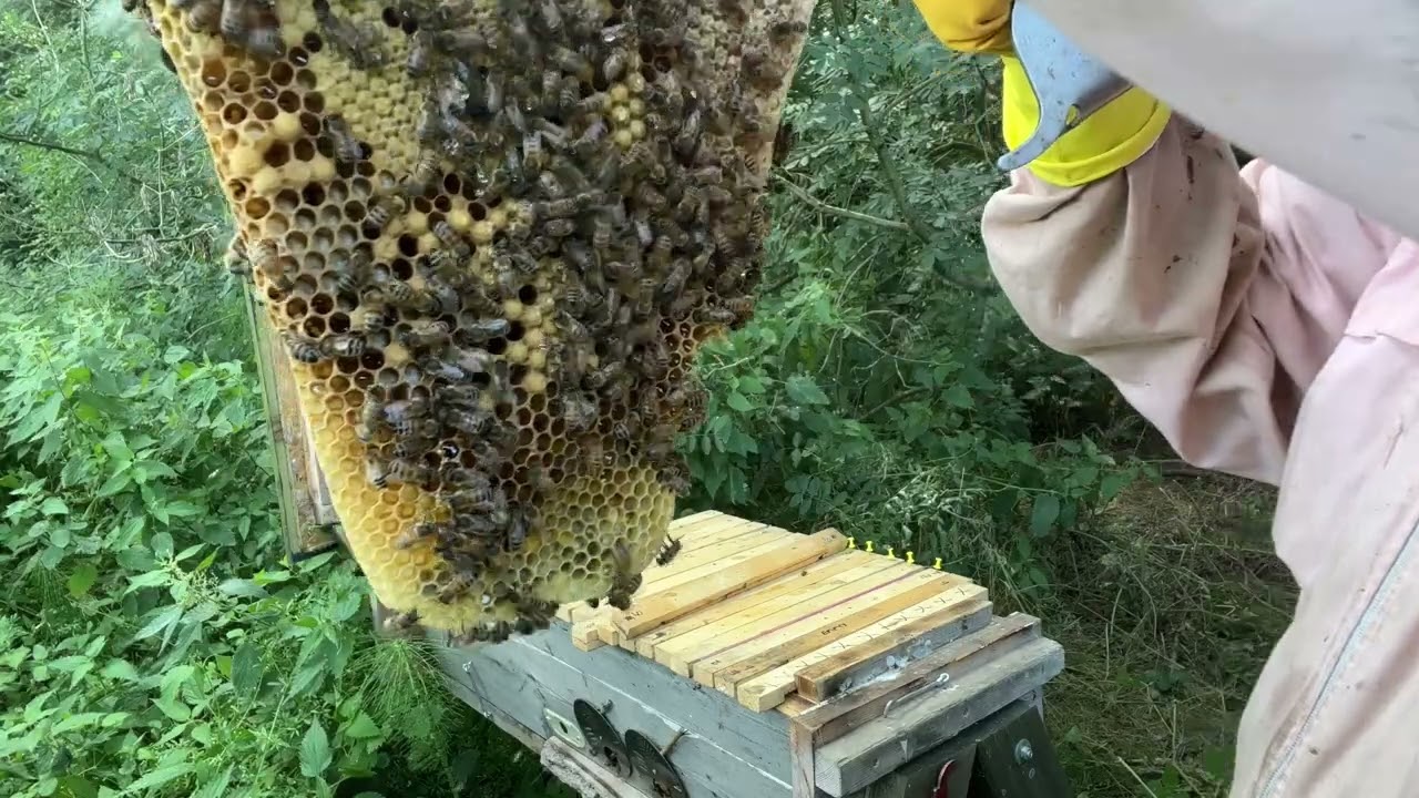 Harvesting Honey from a Top Bar Hive - July 2022