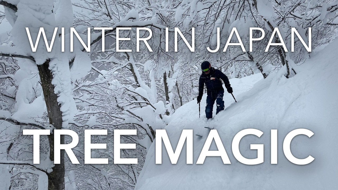 Winter in Japan pt 3 - Tree Magic