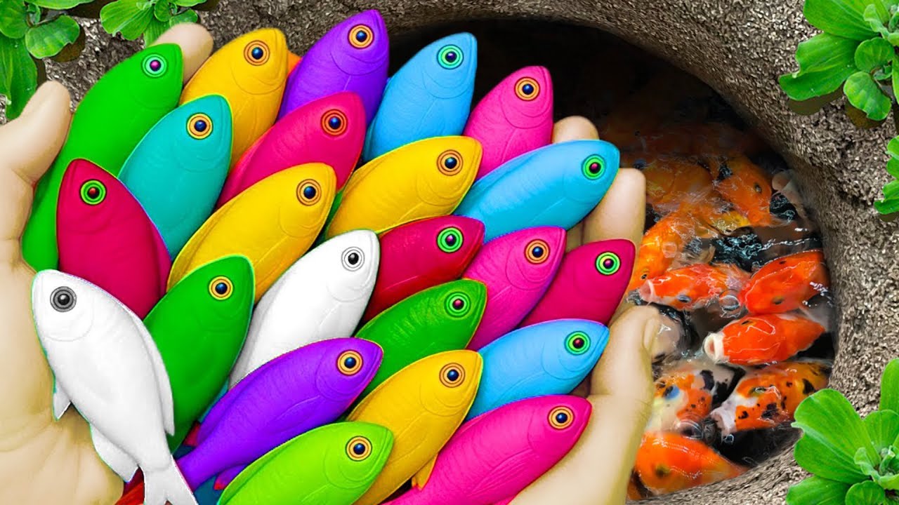 Catch beautiful aquarium fish in small pond baby turtle, eel, nemo fish, toad fish, shark,clownfish🐠