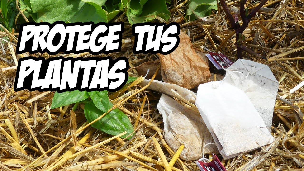 NUNCA MÁS TIRARAS  LAS BOLSITAS DE TE 😱 | La Huerta de Ivan