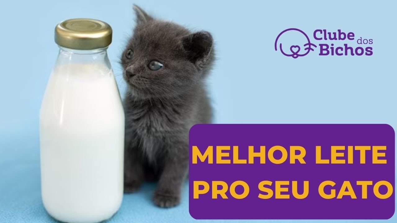 🍼 ✅   Como FAZER LEITE Caseiro Para GATOS FILHOTES 🐈