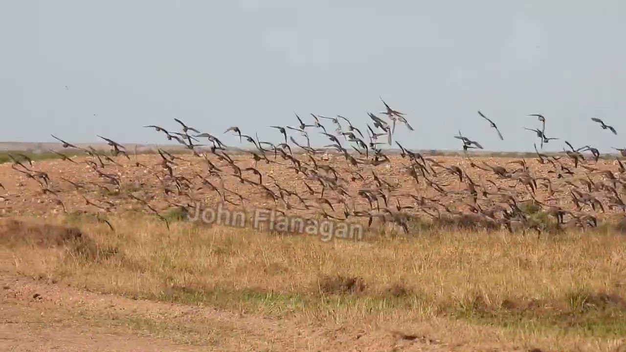 John Flanagan nature. Flock Bronswing