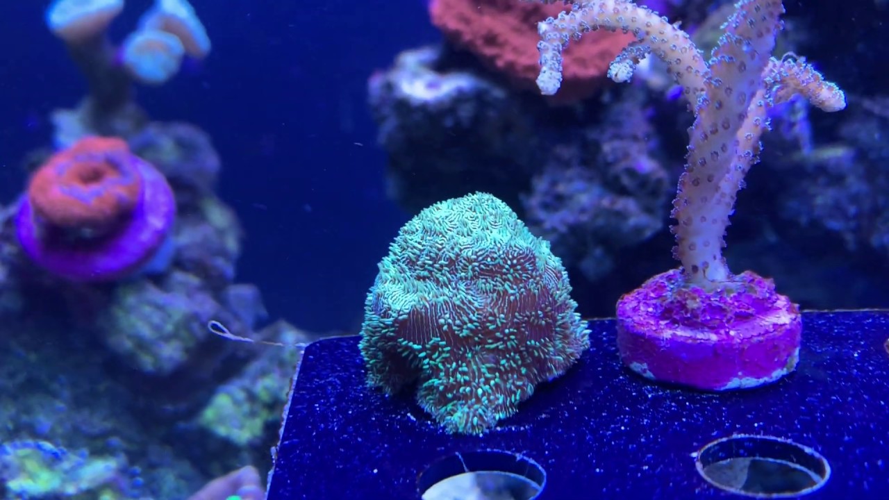 Яркие результаты - Нет PO-4 Нет NO-3 Ксения Умирающая - Ostreopsis Dinoflagellates!