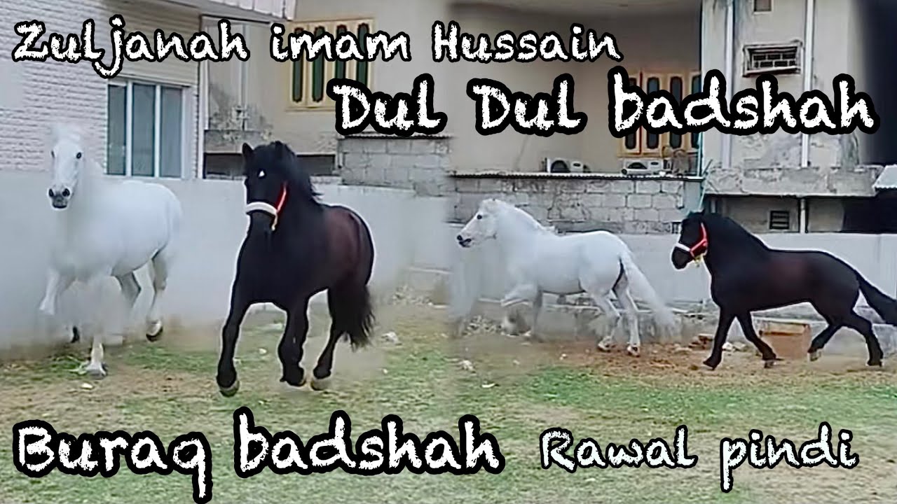 Zuljanah imam Hussain dul dul badshah buraq badshah rawal pindi