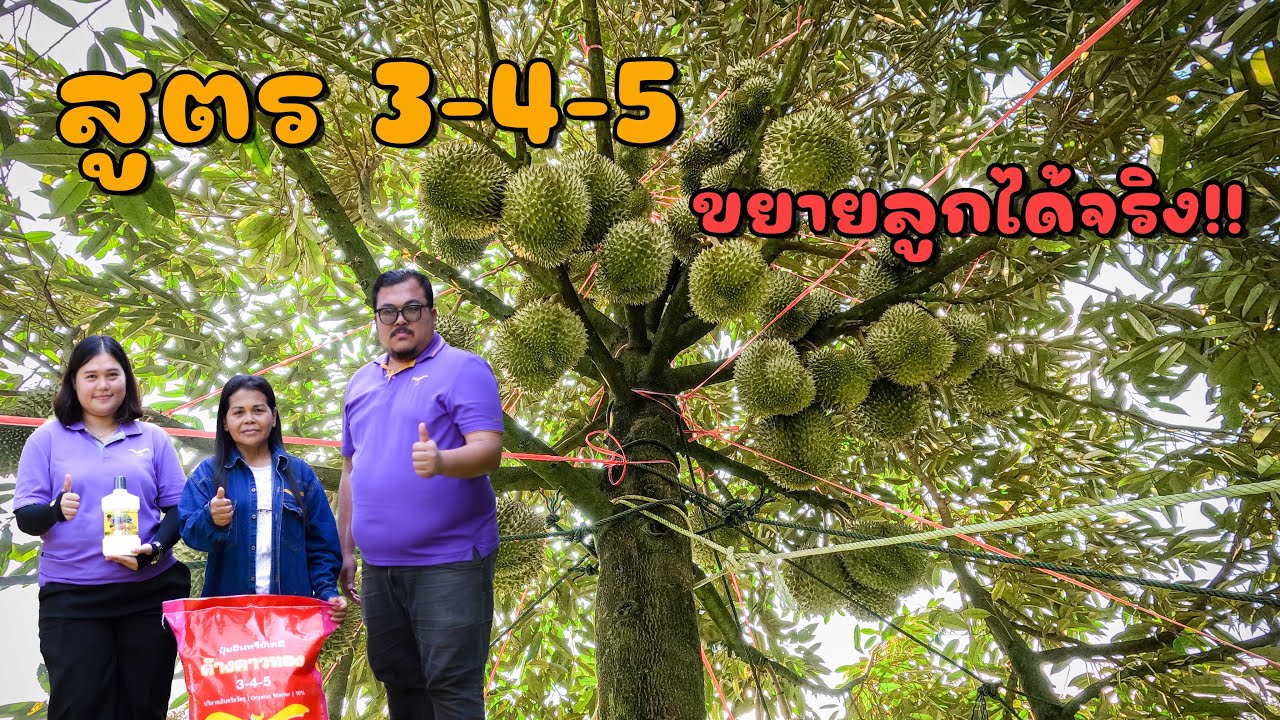 ปุ๋ยค้างคาวทอง 3-4-5 สูตรแค่นี้ขยายลูกได้ยังไง!!
