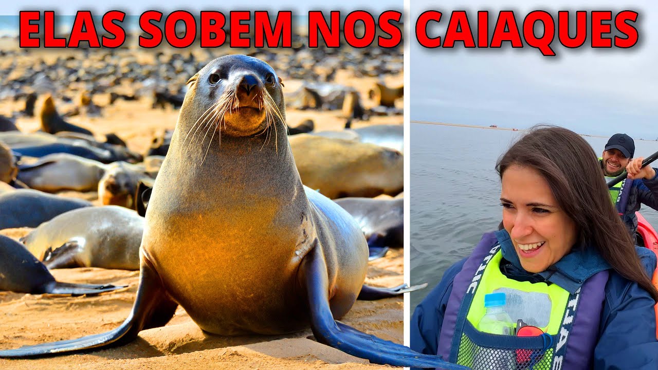 Encerramos aqui: Col&ocirc;nia de Focas do Cabo em Pelican Point | Nam&iacute;bia