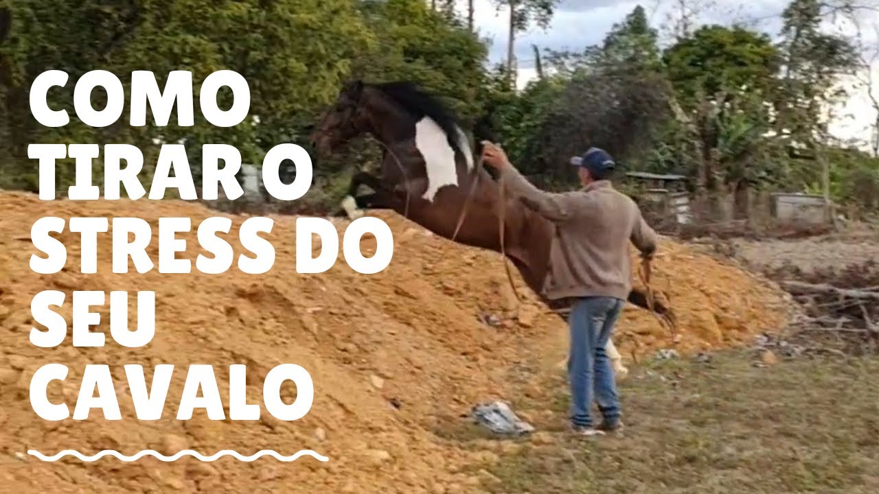 Dica de como desestressar seu cavalo I Paulo Mori