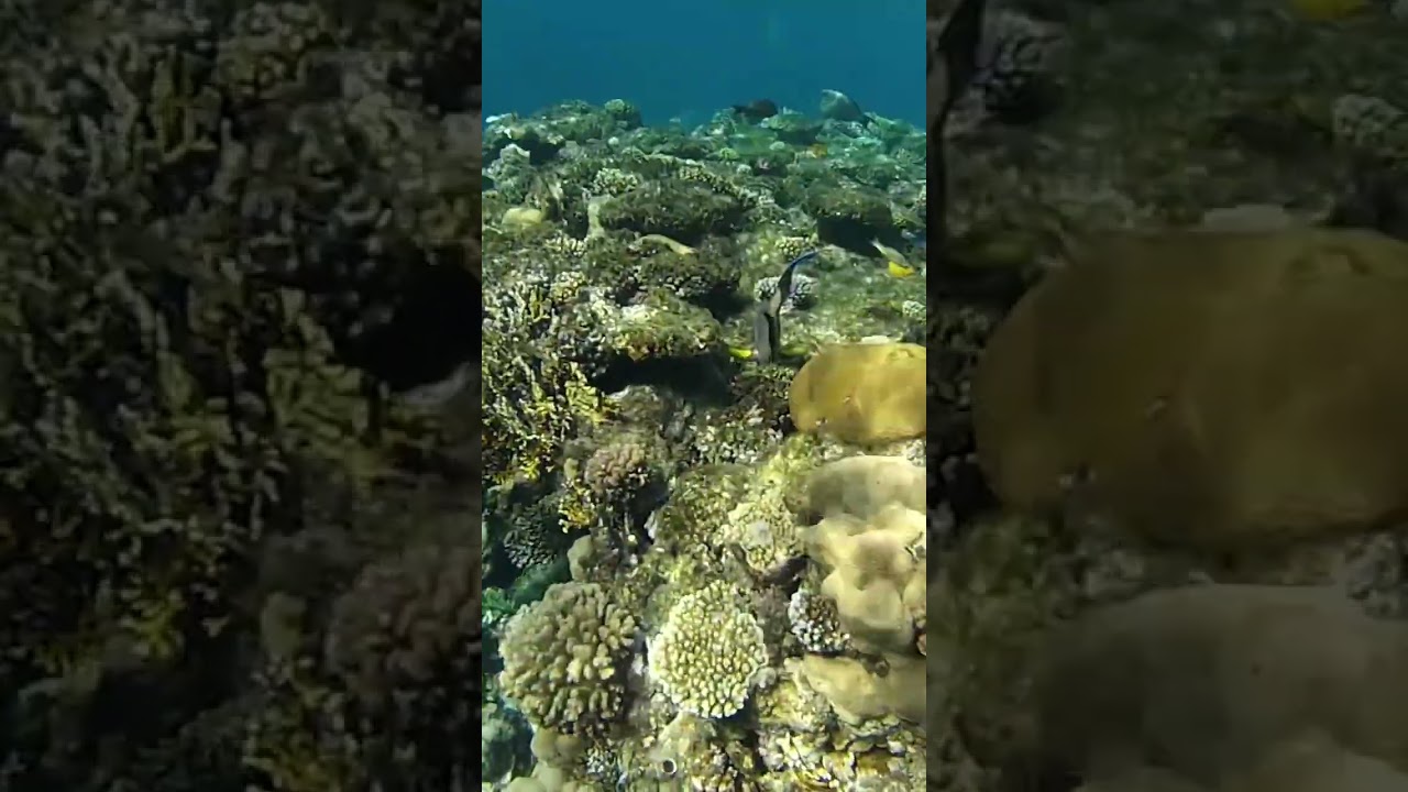 Egypt. Snorkeling with fish in the Red sea at Sharm-El-Sheikh.А теперь за рыбами!Рифы Красного моря.