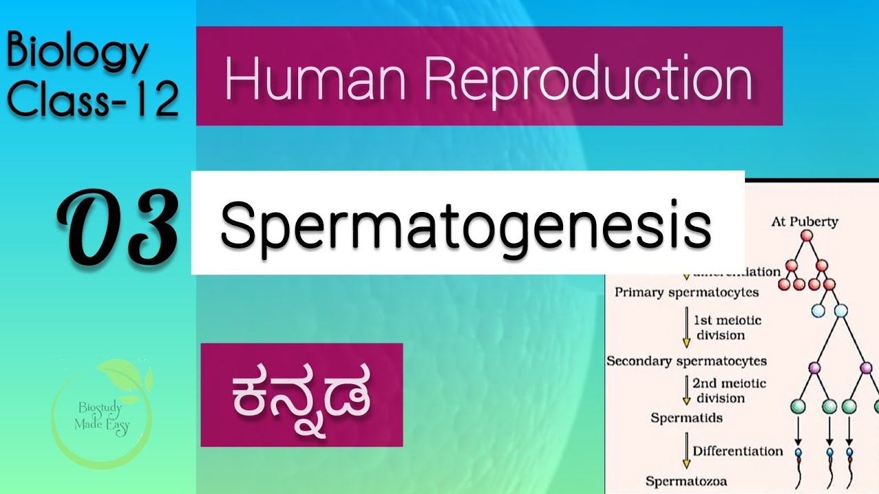 2Pu| Chapter-3 Gametogenesis- Spermatogenesis in kannada| Human Reproduction| Biology