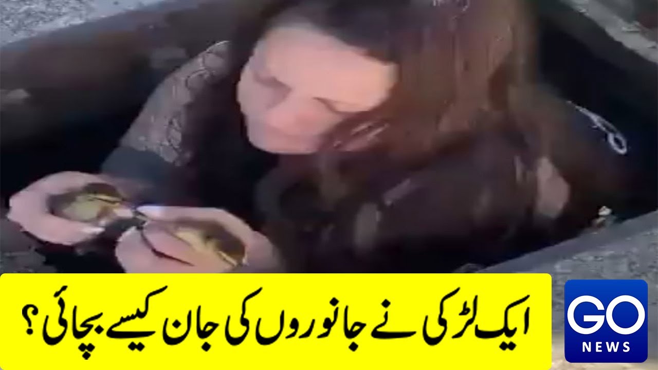 How a duck thanks the girl on rescuing her children | GoNewsHD