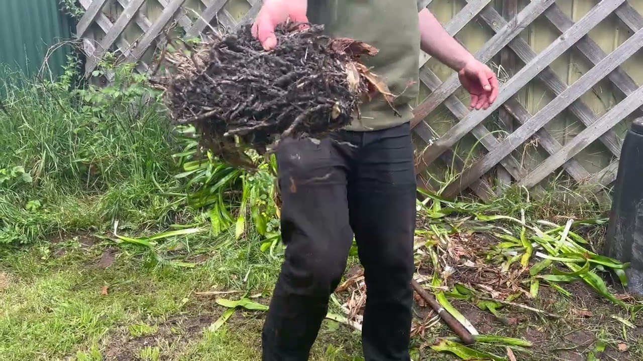 Agapanthus Removal with Roots - Timelapse - Before After - Lily of the Nile