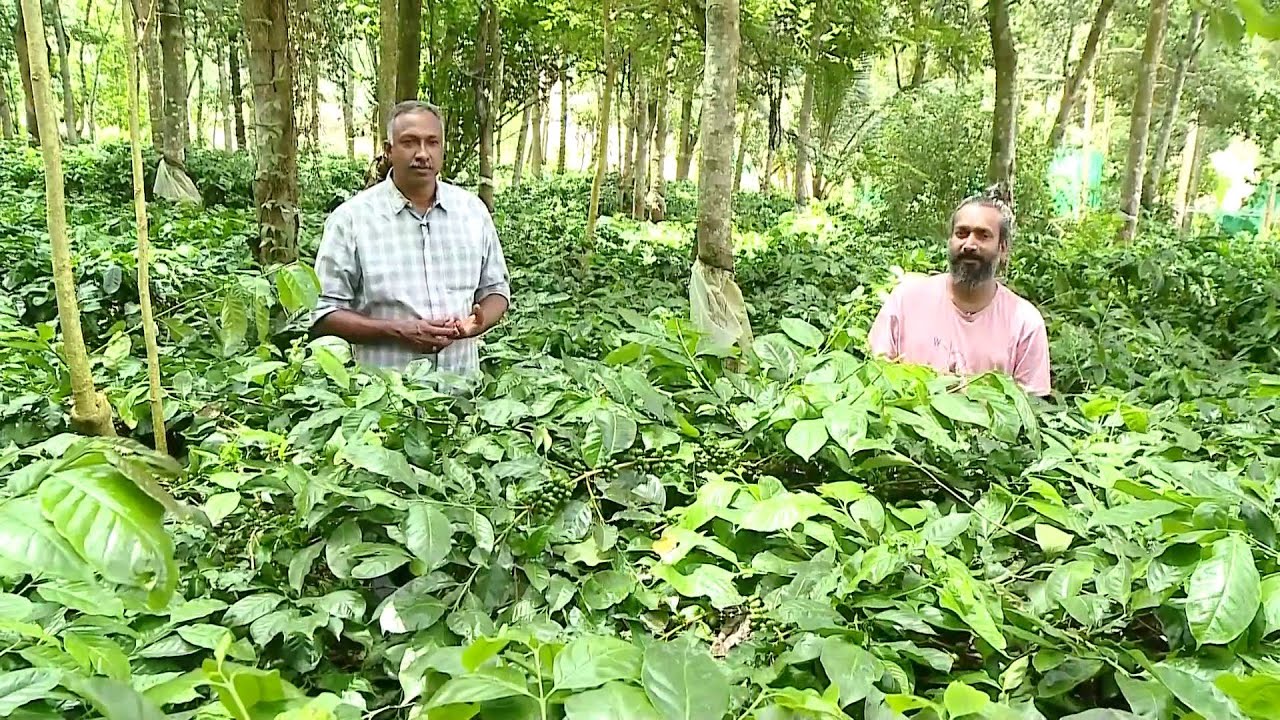 'മാന്യനായ കാപ്പി വെറൈറ്റി'; റബർ തോട്ടങ്ങളിൽ ഇടവിളയായി കർഷകന്റെ സ്വന്തം കാപ്പി | Coffee | Rubber