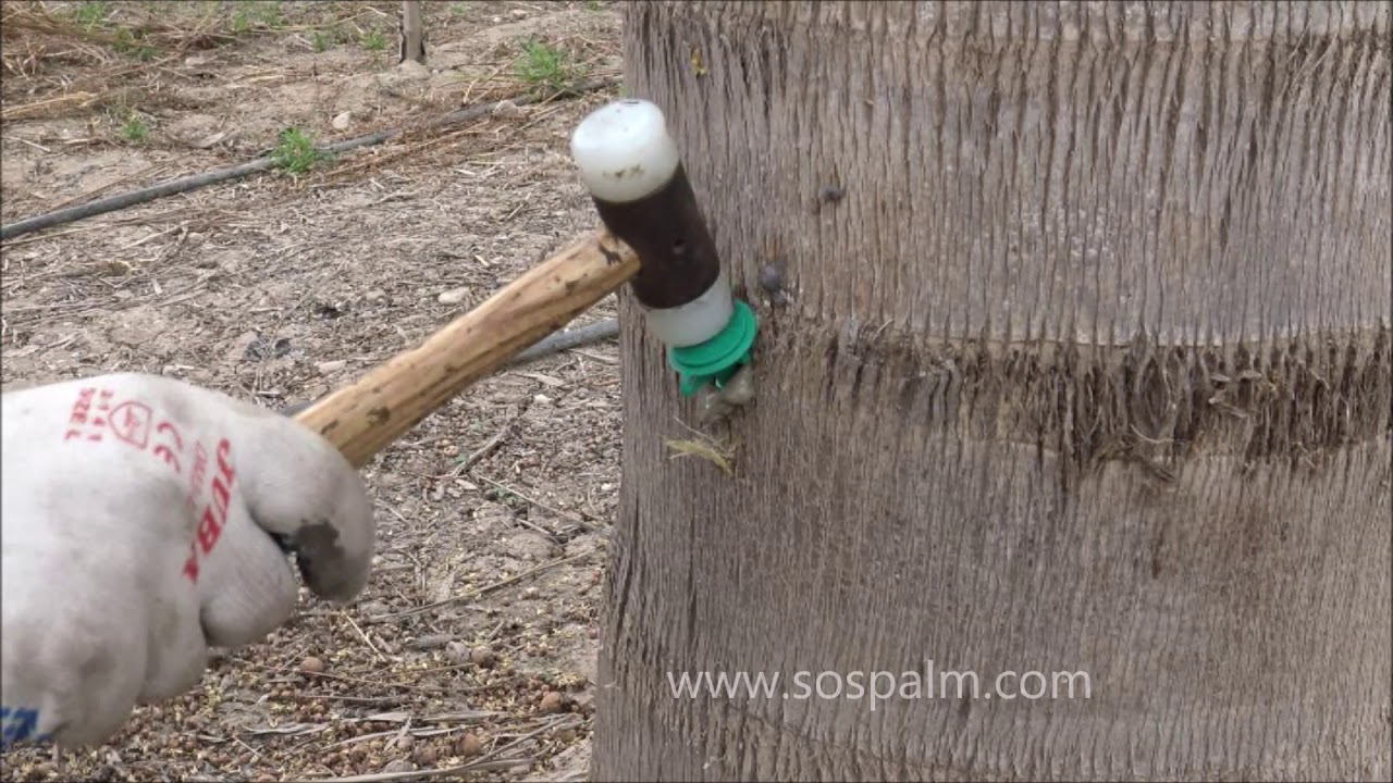 Instalación e inyección de piqueta Sospalm en Cocotero