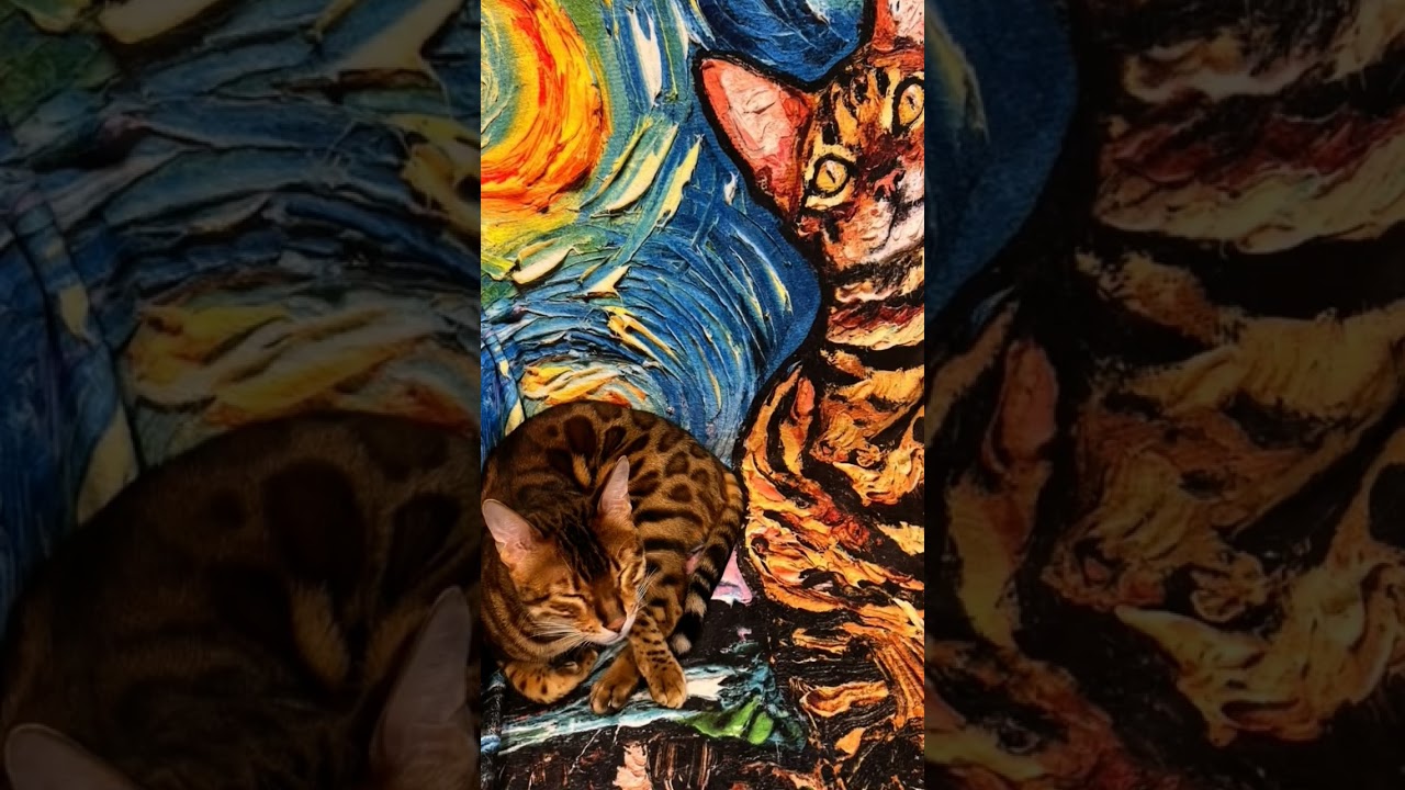 Walking bengal is pure joy and adventure for her #HappyPawsandTails #petservice #petsitter #petcare