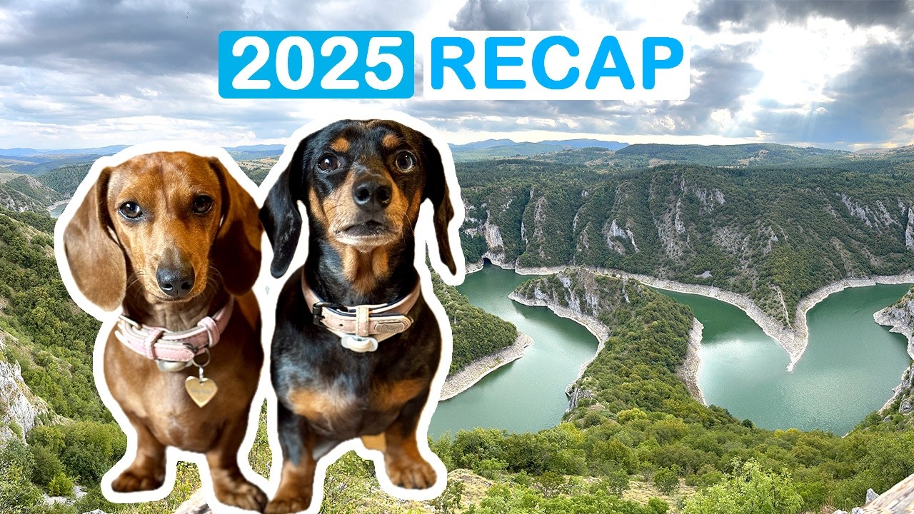 🐕 Лучшие моменты 2025 года с участием наших такс