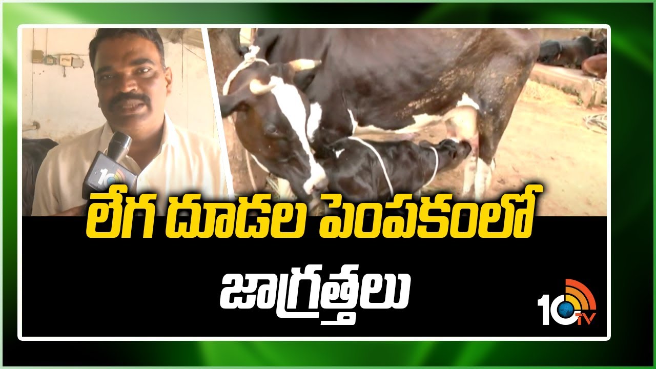 లేగ దూడల పెంపకం‎లో జాగ్రత్తలు  | Precautions in Calves rearing | Matti Manishi | Agri Info | 10tv
