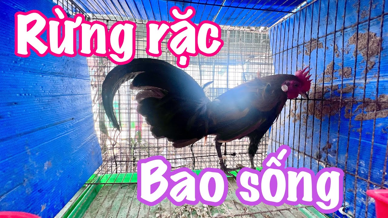 B&aacute;n g&agrave; rừng rặc đ&atilde; thuần khoẻ mạnh, 0913.26.06.14 anh bảy th&eacute;p