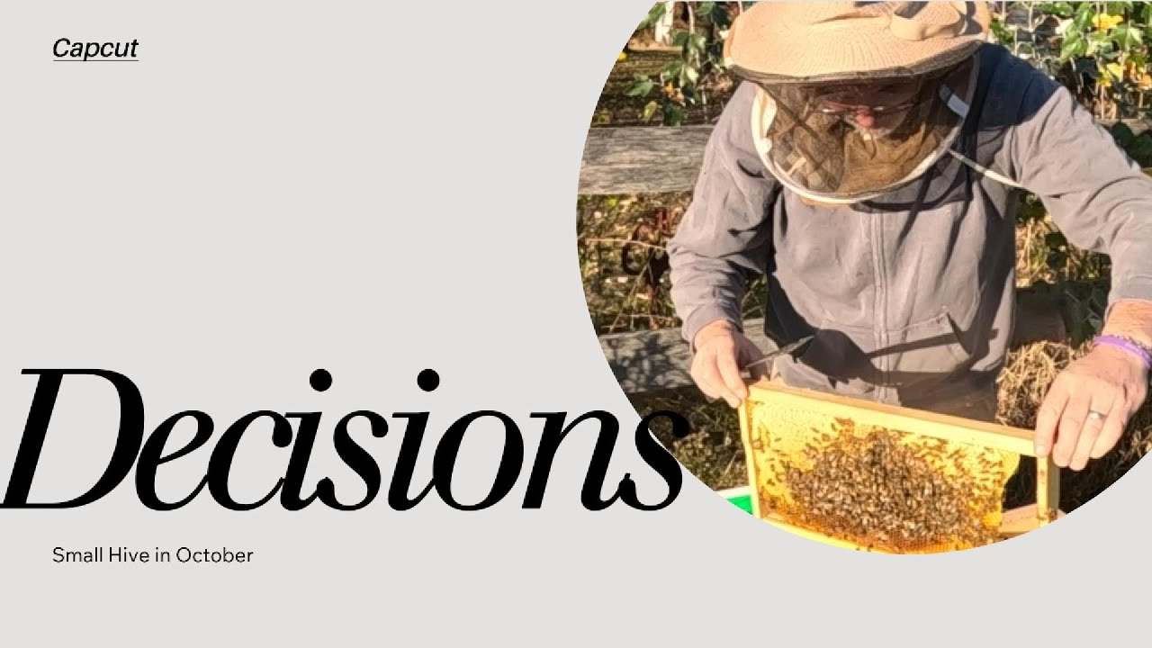 Decisions... Small hive in late October