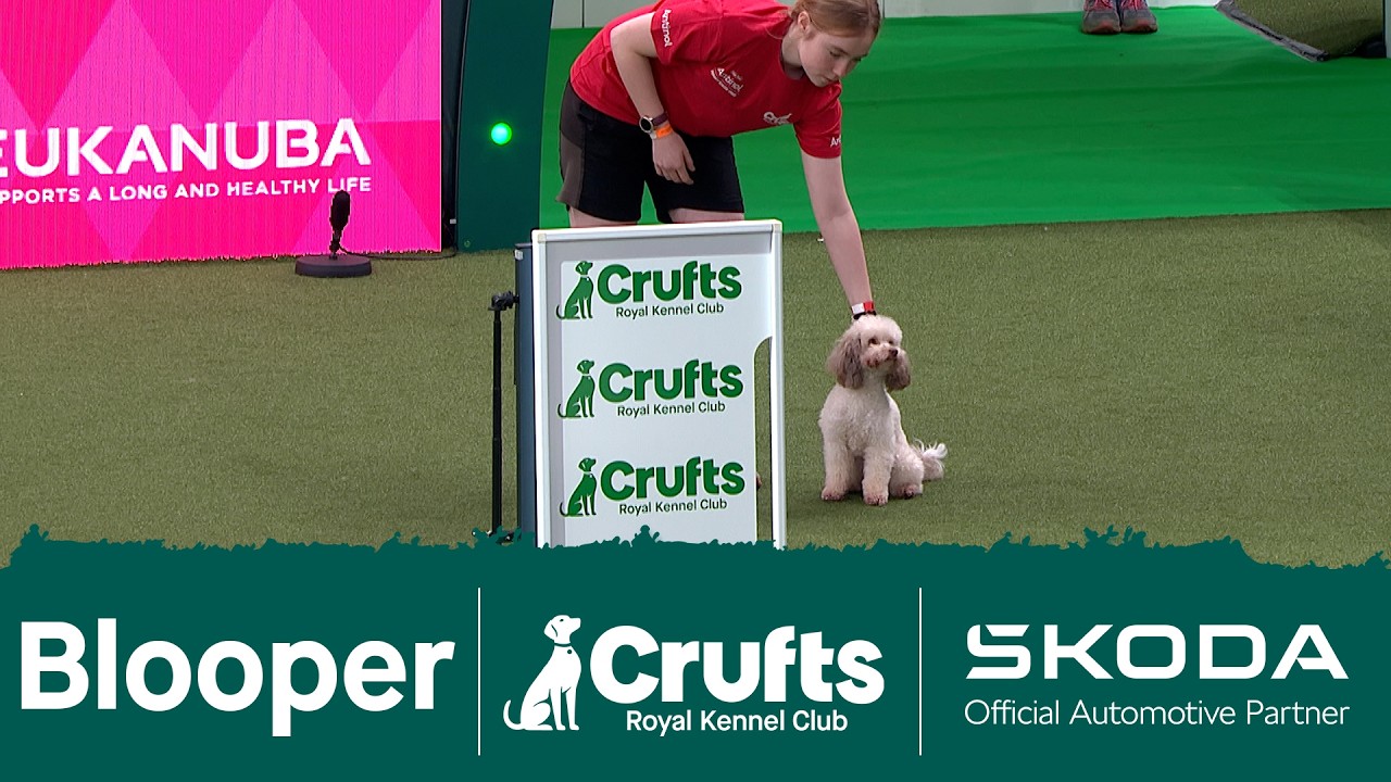 This cheeky little Poodle has melted our hearts 💚