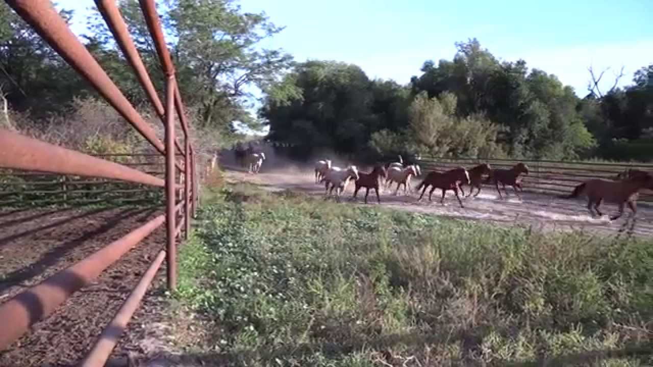 Rowse's 1+1 Ranch: The Working Ranch
