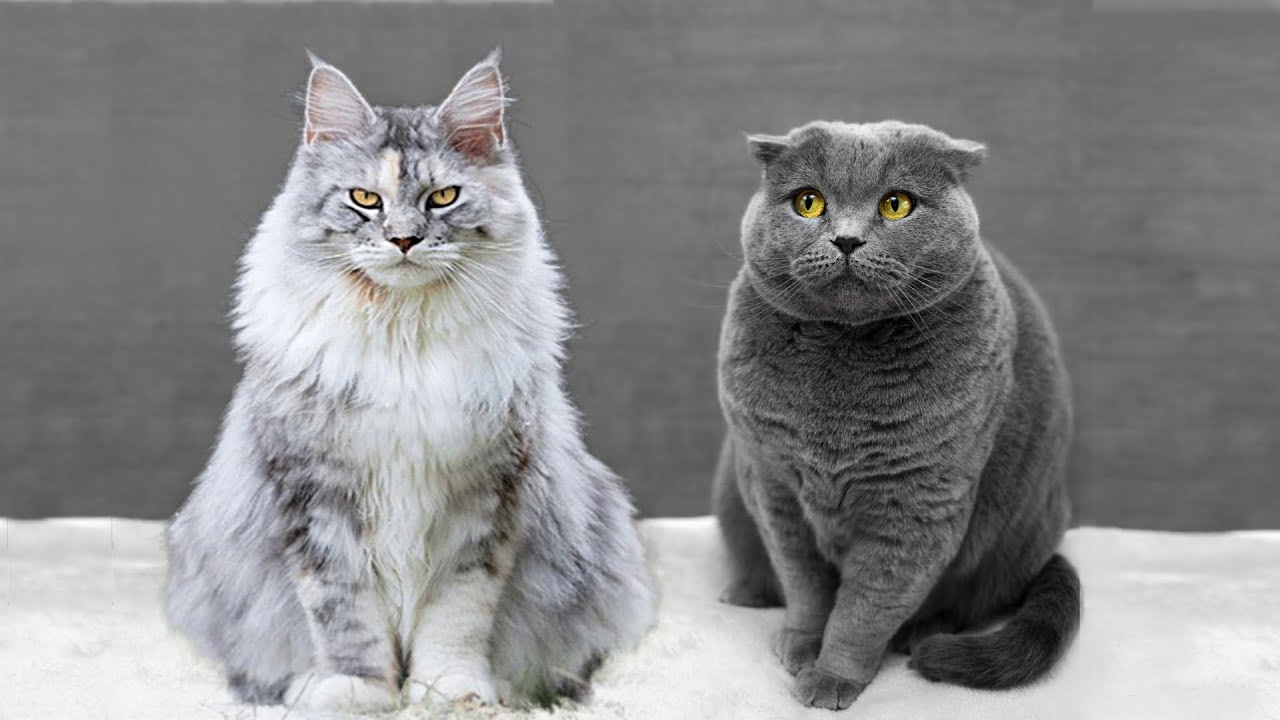 Maine Coon vs British Shorthair - What Are the Differences?