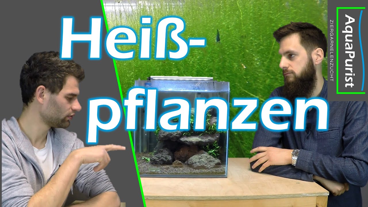 Aquarienpflanzen über 27 °C?