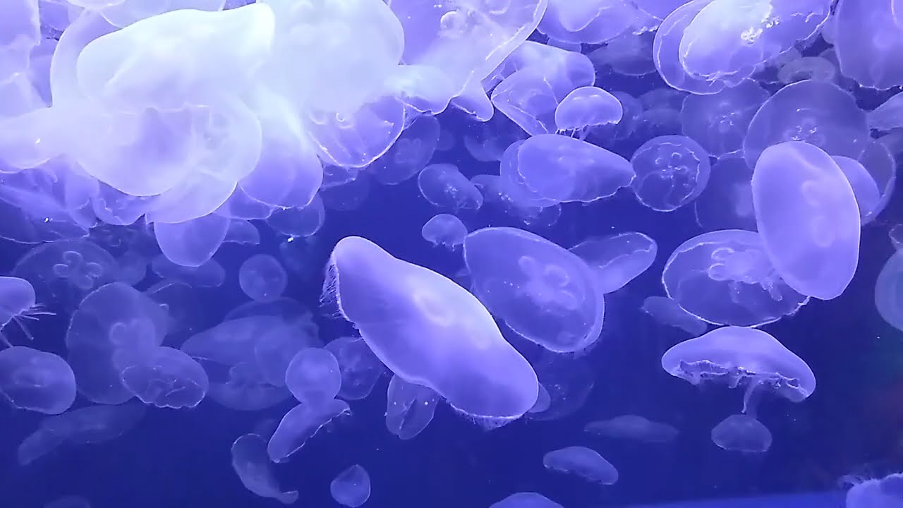 Jelly fish really appear so peaceful