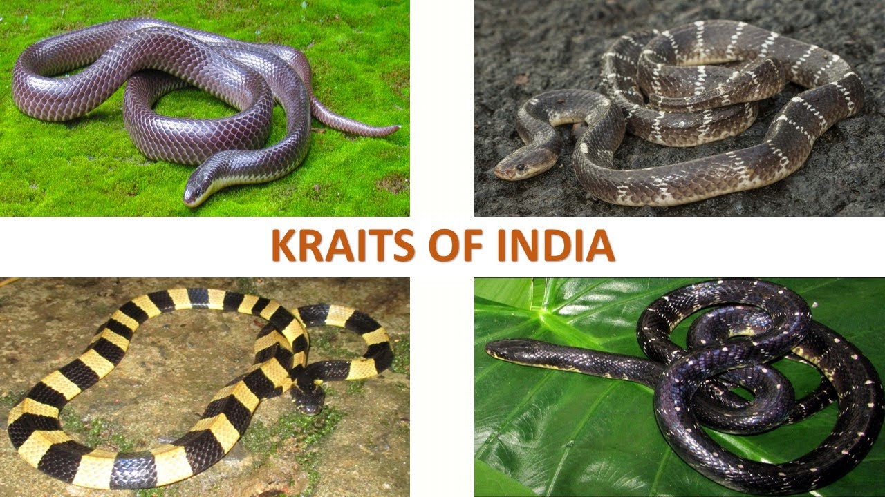Kraits of India 🇮🇳 | Snakes | Indian Reptiles