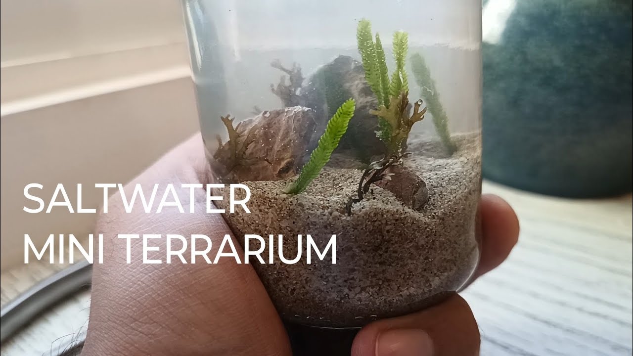 Mini Saltwater Terrarium - Terrariums from Scratch 🌿🐚