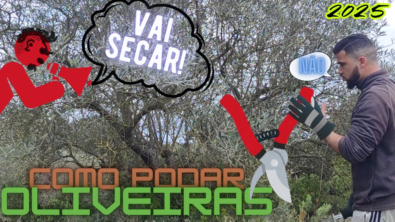 Como podar oliveiras?! A actualização da poda que fiz há dois anos | A vida no campo, Vlog 17 Março