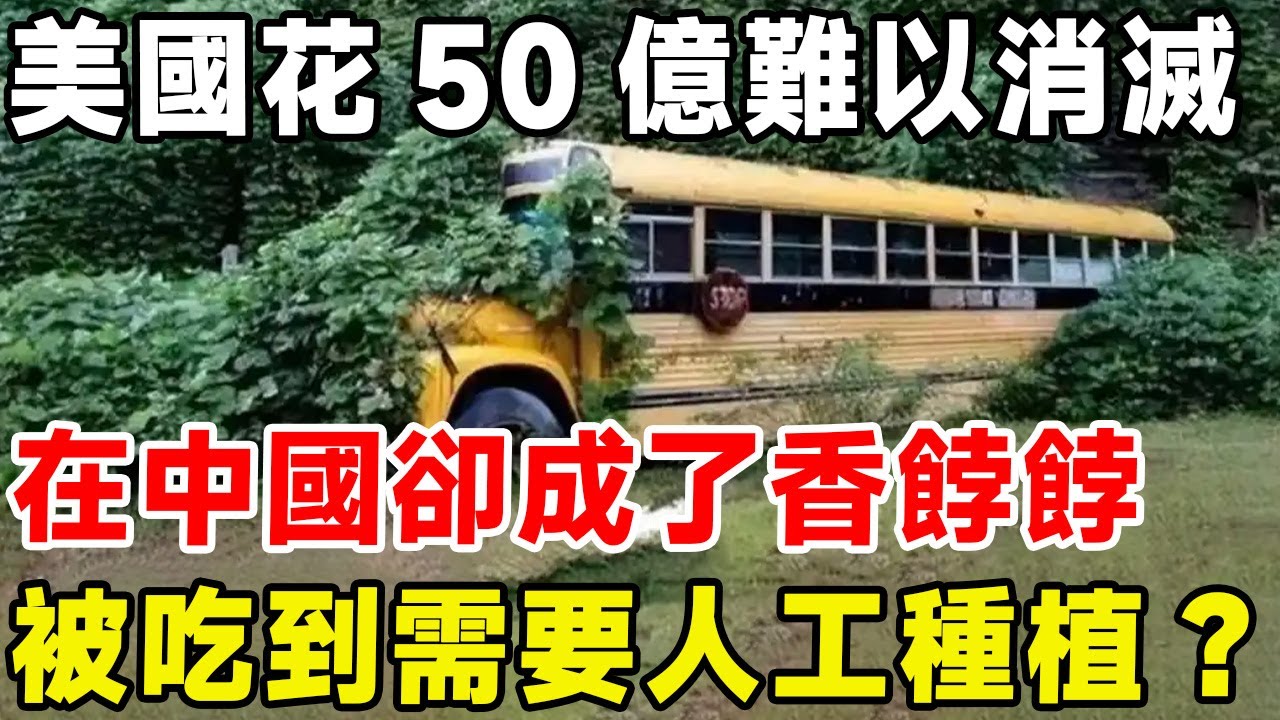 美國花50億難以消滅，在中國卻成了香餑餑，被吃到需要人工種植#科普 #科普頻道