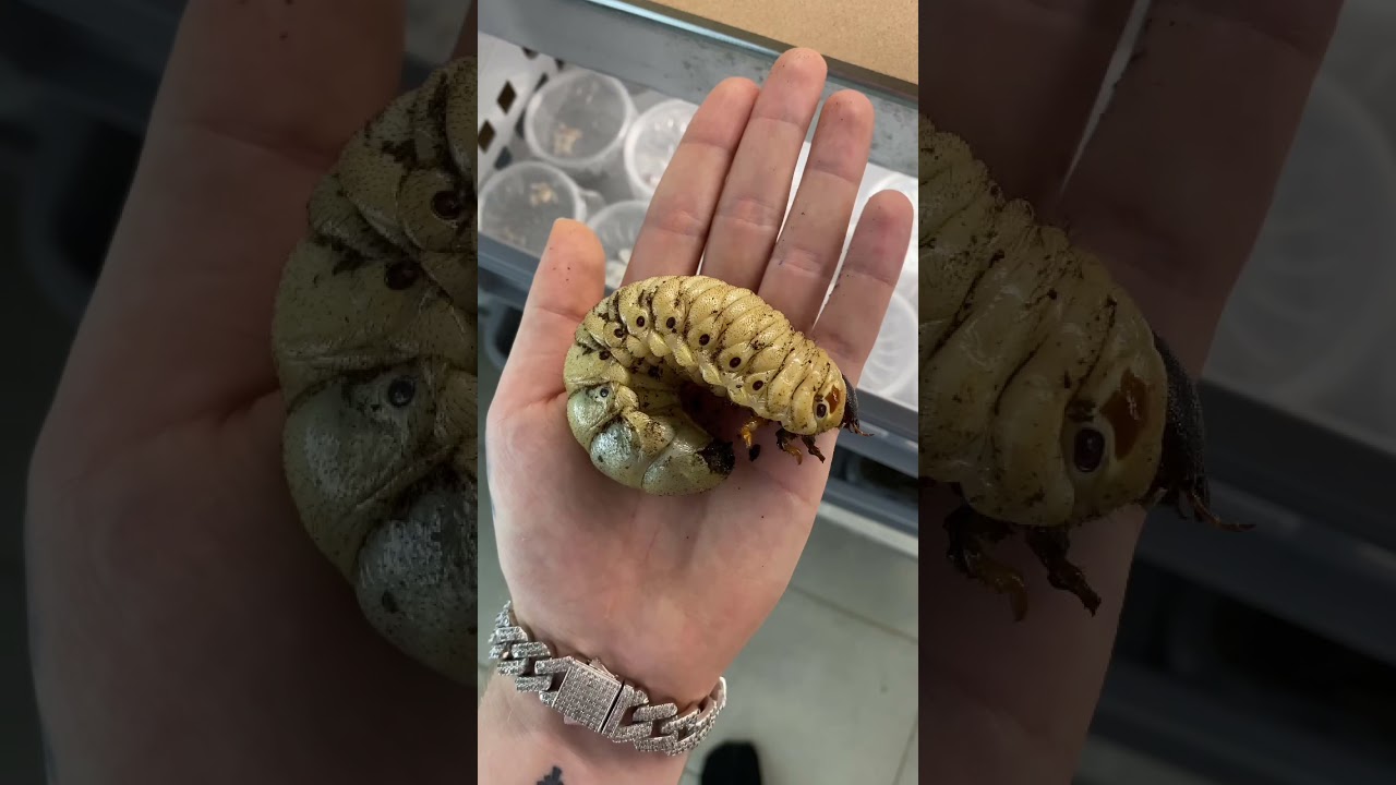 Yummy Beetle larvae